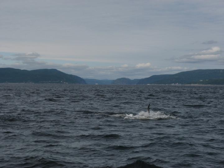 Baleines 011.JPG